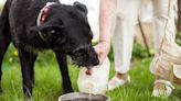 Vet expert explains if dog owners should give ice cubes to their pets in hot weather