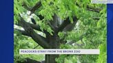 Peacocks spotted roaming through the Bronx after escaping the Bronx Zoo