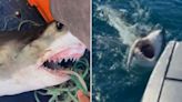 Boy, 16, mauled by great white shark while fishing off beach in Australia