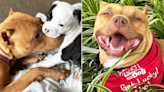 Story of Pit Bull’s Happy Ending After Years of Raising Abandoned Puppies Is Everything