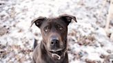 Oklahoma Labrador Mix Finally Finds His Forever Home After 871 Days in the Shelter