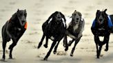 MSP wins enough support to introduce greyhound racing ban Bill at Holyrood