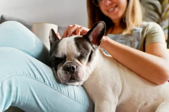 Calm Dog Breeds: The Calmest, Low-Energy, Lazy Dogs