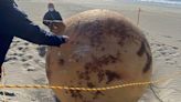 Japón: la misteriosa bola gigante hallada en una playa al suroeste de Tokio