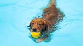 Golden Retriever's First Dip in the Pool Is Full of So Much Pure Joy