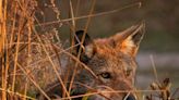 Can a lone wolf affect the environment? Red wolf researchers have surprising data.