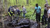 Rescuers free 2 horses stuck in the mud in Connecticut