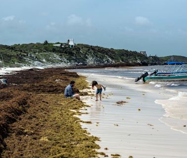 Más de una década de daños: el sargazo sigue asfixiando los ecosistemas del Caribe