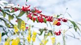 5 shrubs to plant now to fill your garden with winter berries – add pops of color with these go-to varieties