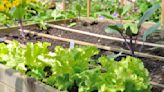 This 100-year-old gardening technique for healthier plants and vegetable crops is the next step on from growing organically