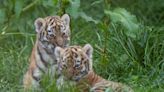 Endangered tiger cubs explore Norfolk zoo enclosure after one triplet found dead