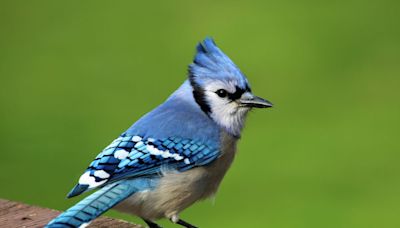 When You See a Blue Jay, It Could Be a Major Sign That You Need to Pay Attention