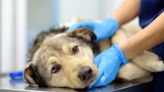 mRNA Brain Cancer Vaccine Shows Promise In Early Trials In Humans – And Dogs