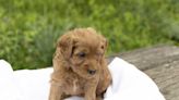 Pittsburgh Post Gazette | Classifieds | Pets | Petite F1B Goldendoodle
