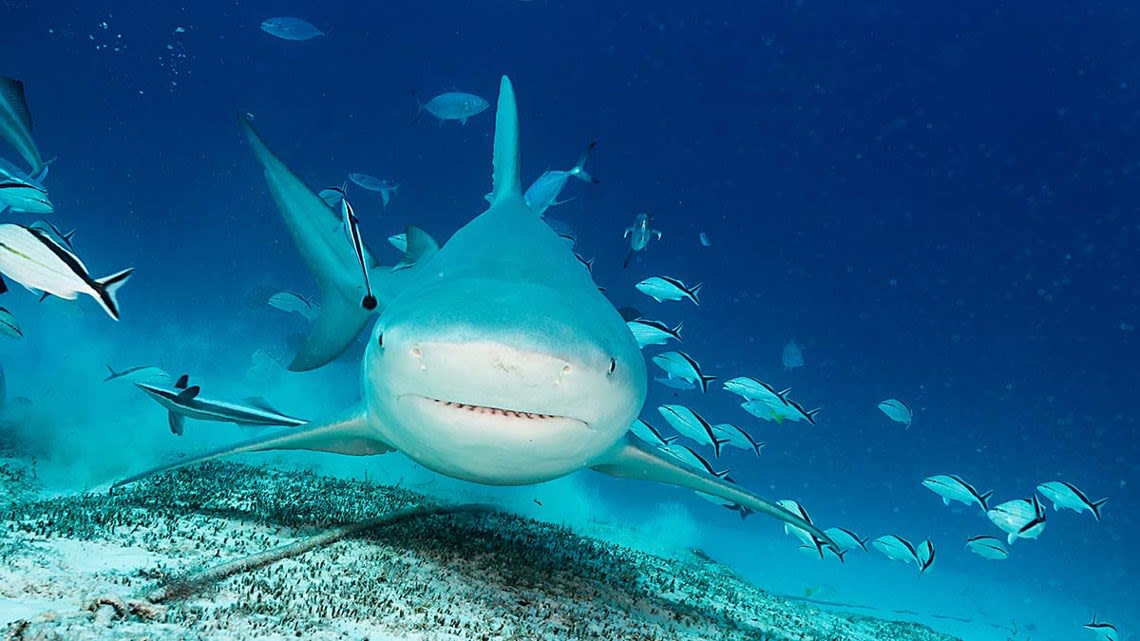 Texas A&M researchers say baby bull shark population on the rise in Texas