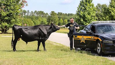 “The caller states that a bull is in their front yard.” Sumter deputies play cowboy, wrangle stray animal