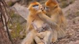 Zhouzhi nature reserve sees birth of 30 new golden snub-nosed monkeys this year