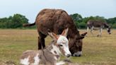 Family Wakes Up to 'Surprise Baby Donkey' in Their Pasture