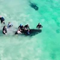 Australia: Mass Stranding Of Pilot Whales At Toby’s Inlet Near Dunsborough 4