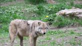 Zoo de Thoiry : Comment la victime s’est-elle retrouvée dans l’enclos des loups ?