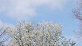 Why do Bradford pear trees smell so awful? And why are there so many of them?