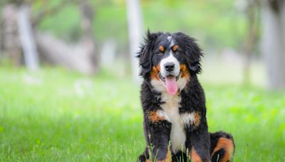 Horse and Bernese puppy fall in love in "illegally adorable" video