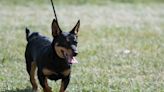 Lancashire Heeler: Dog Breed Characteristics & Care