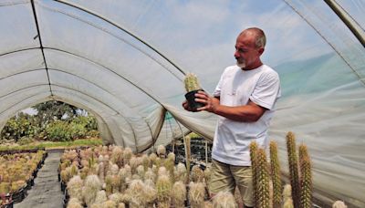 Criminals stole hundreds of rare cacti from Chile. Now an Italian NGO is suing the suspects