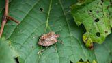 What To Do About Stink Bugs In Your Home And Garden