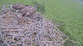 Two of three osprey chicks hatch at nature reserve