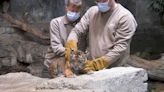 NO COMMENT: Así han vivido su primera visita al veterinario estos dos tigres de Sumatra gemelos