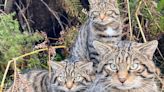 Scottish Wildcats Released At Secret Locations To Help Save Their Species