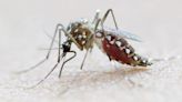 ¿Una nueva herramienta de control?: el plan mendocino que busca reducir la población de los mosquitos transmisores del dengue