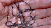 Midcoast man again charged with violating Maine’s baby eel fishing laws