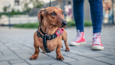Dachshund Meetup in NYC's Washington Square Park Is Truly the Stuff of Dreams