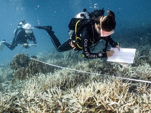 El auge del submarinismo para salvar los arrecifes de coral