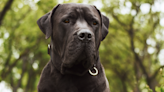 Mastiff-Labrador Mix Unapologetically Steals Mom's Grilled Cheese Like a Boss