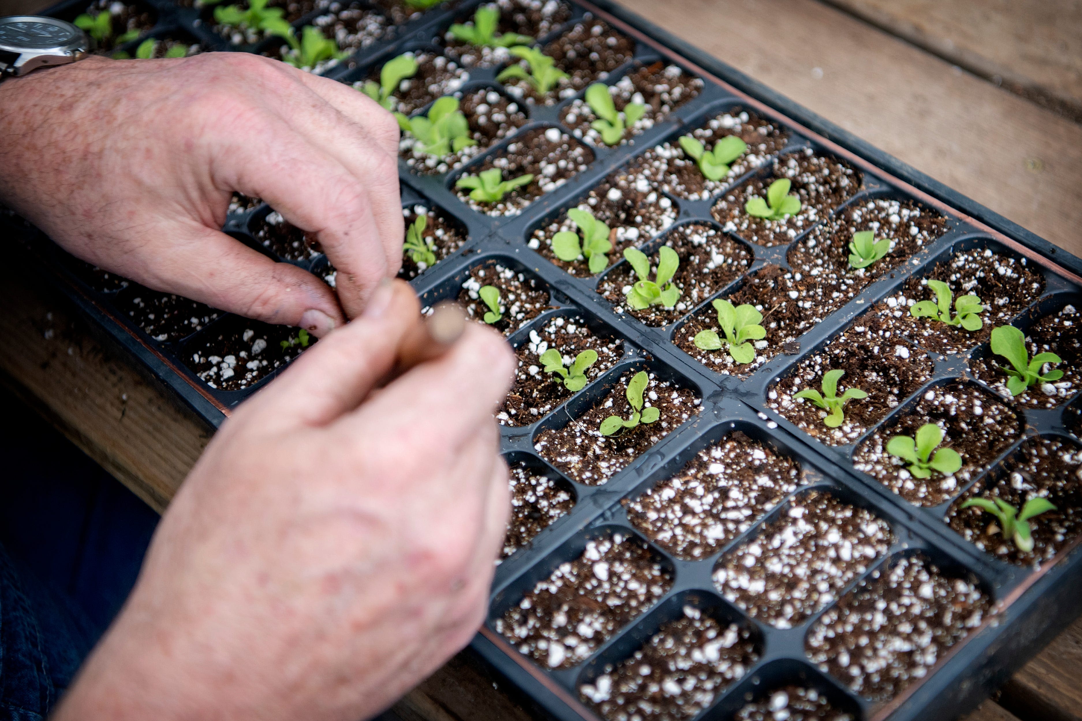 Naked gardening? Asheville ranks in top 5 among 500 US cities: What to know.