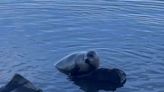 That harbor seal in the Hudson River? It appears healthy. (And, yes, it is adorable)