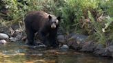 Hibernation is ending: The bears are back in town