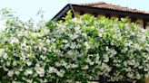 5 Climbing Plants That Will Elevate Your Home's Curb Appeal