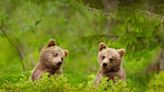 ‘If Not Friend, Why Friend-Shaped?’ A Beary Scientific Investigation