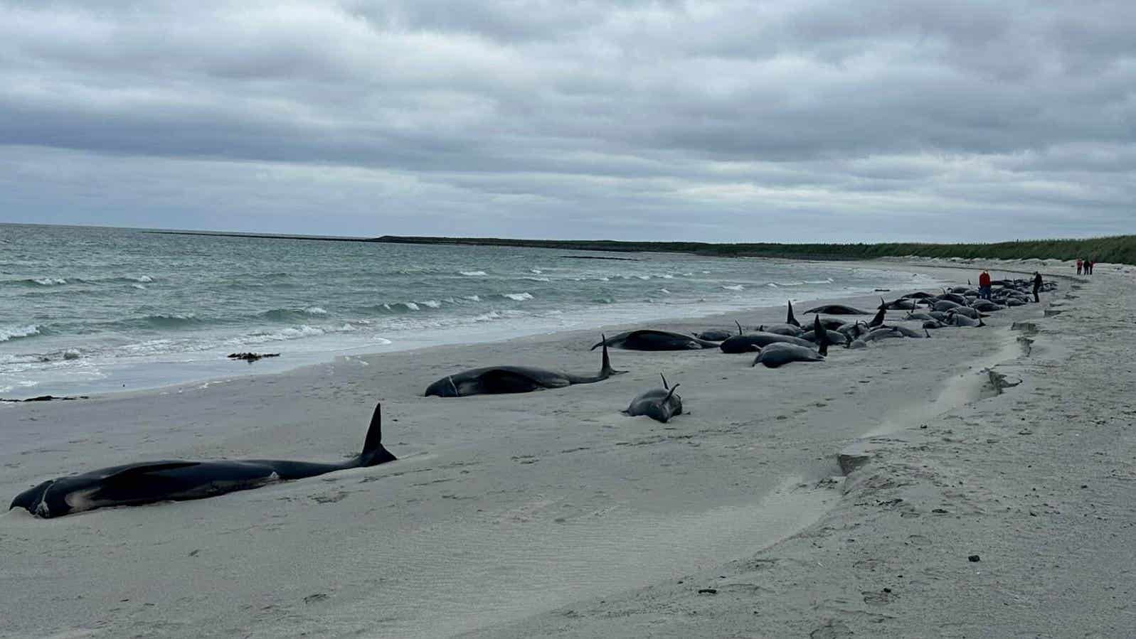 Remaining 12 whales stranded on Orkney euthanised