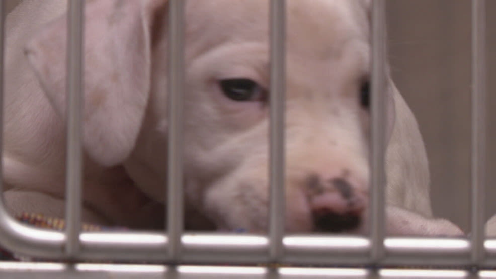 'It's inhumane': 9 puppies dumped by fishing spot in Clermont County