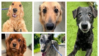 The five dogs looking for forever homes at Many Tears Animal Rescue