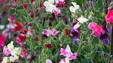 Everything you need to know to grow sweet peas from seed