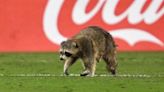 Raccoon, chased by staff with trash cans, storms pitch during soccer game