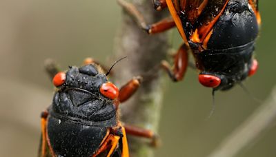 A rare burst of billions of cicadas will rewire our ecosystems for years to come