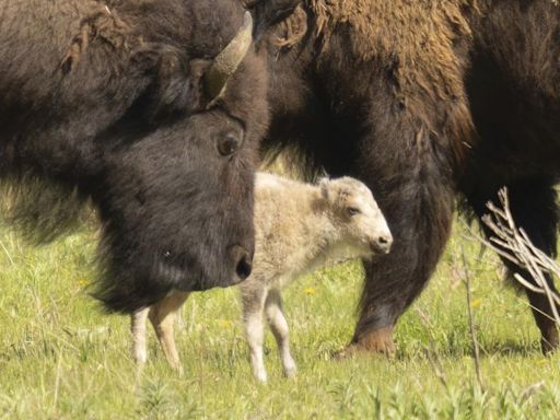 Rare White Bison Calf Has Gone Missing