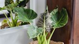 How to Grow and Care for Alocasia Odora